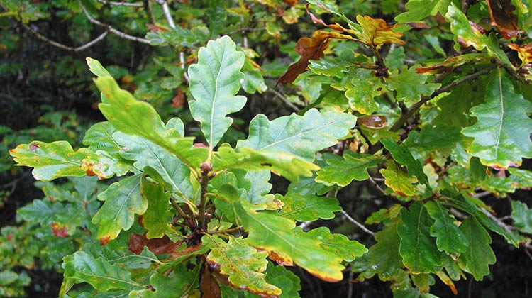 Oak Woodland